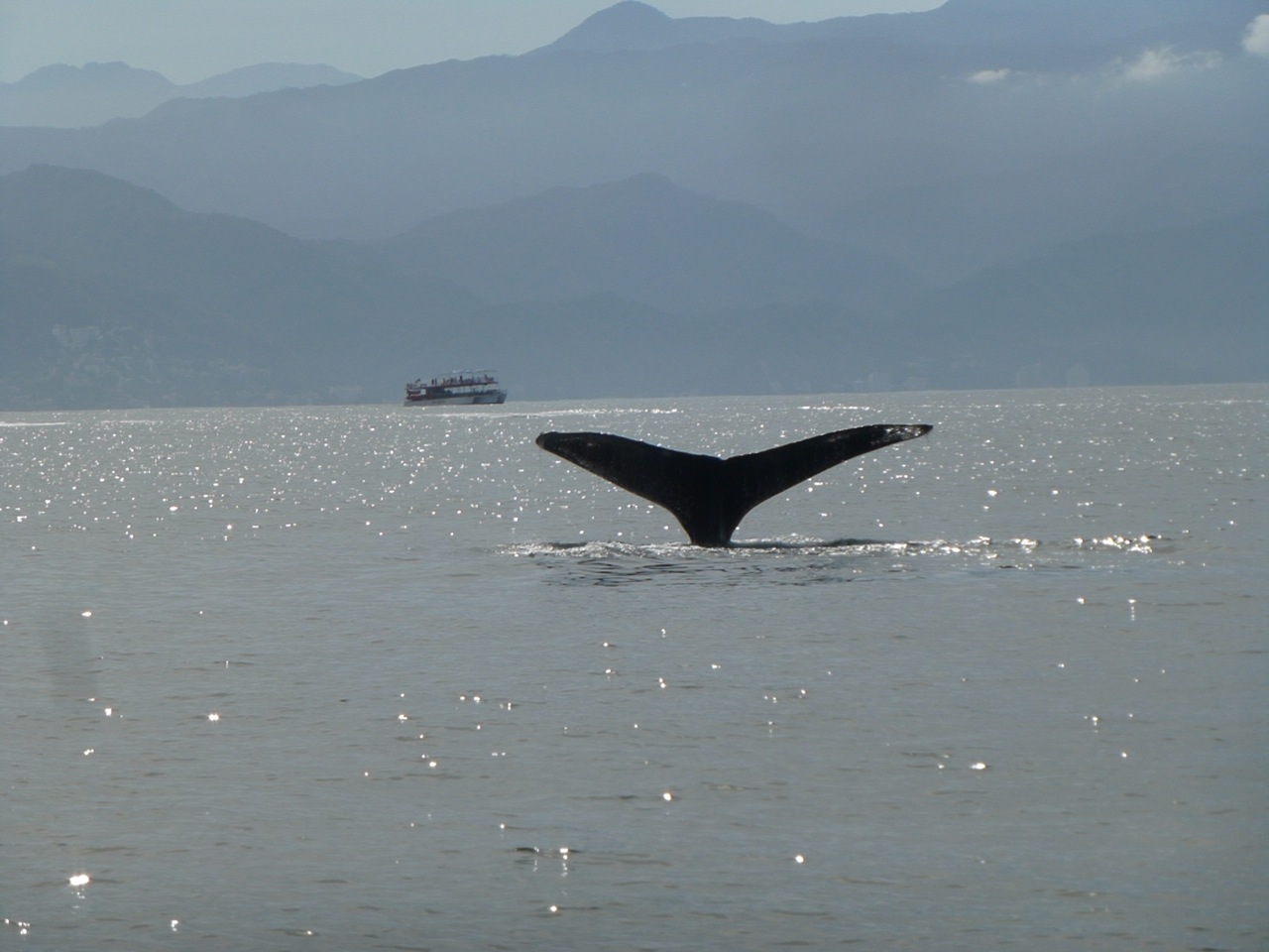 Whale Watching (Puerto Vallarta)