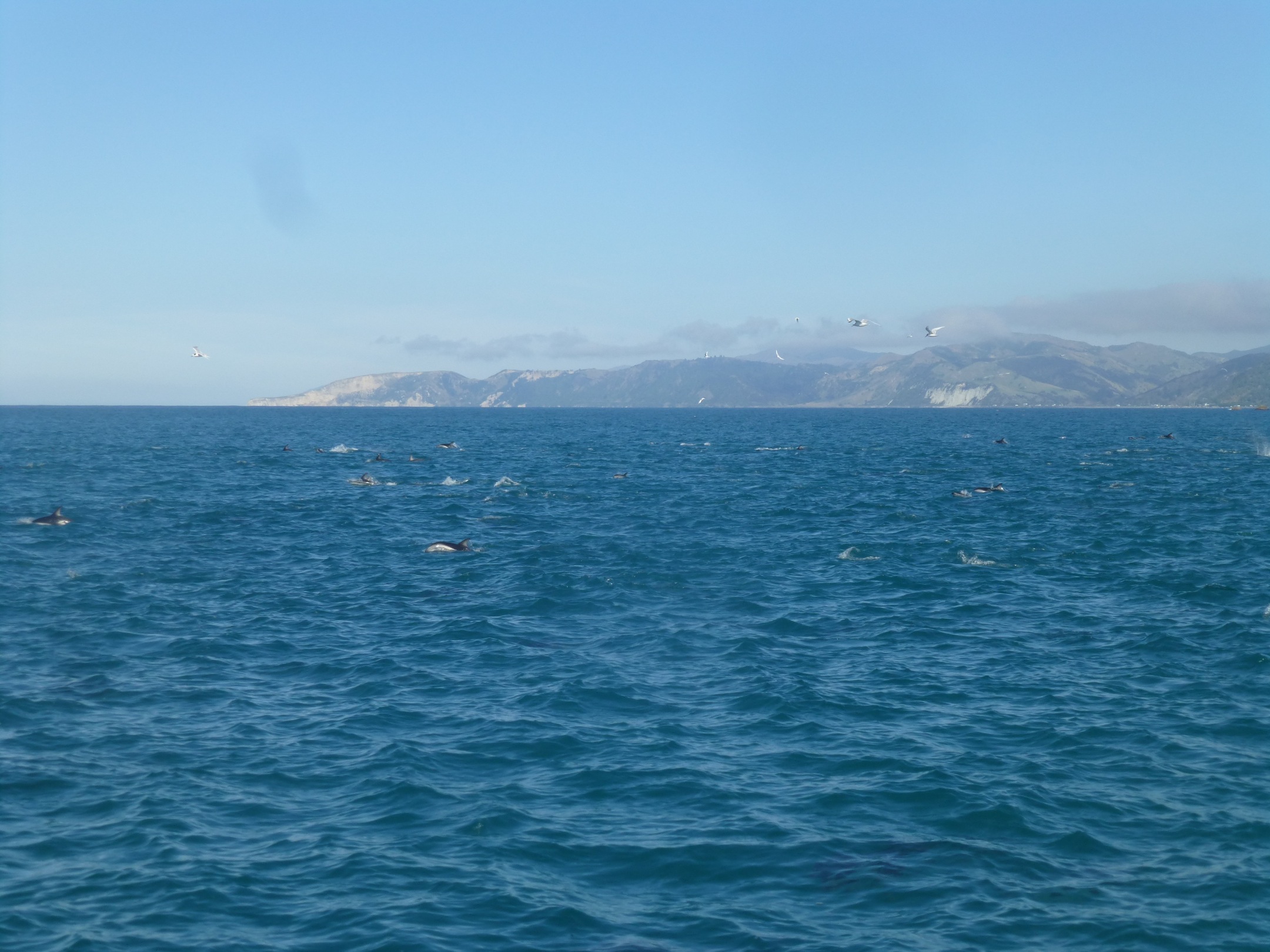 Swimming with Dolphins (Kaikoura)